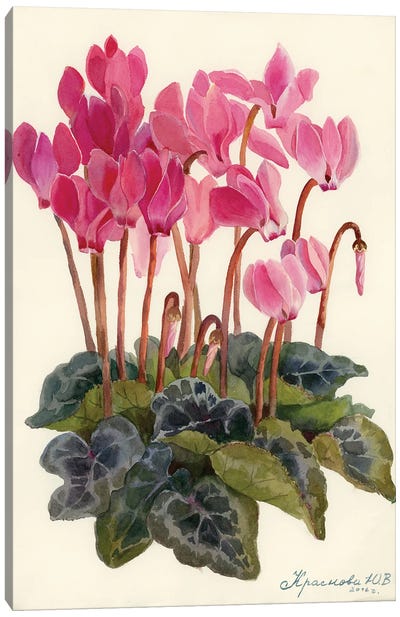 Cyclamen Canvas Art Print - Botanical Illustrations