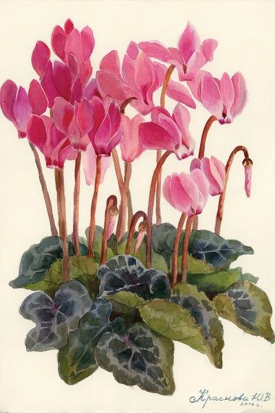 Illustrations: Cyclamen by Yulia Krasnov