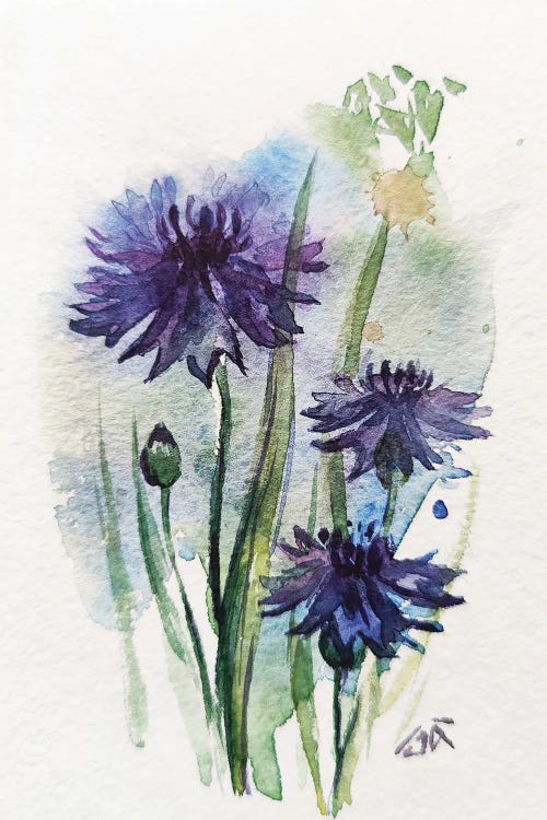 Cornflowers by Yulia Belasla wall art