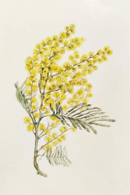 Mimosa by Yulia Belasla wall art
