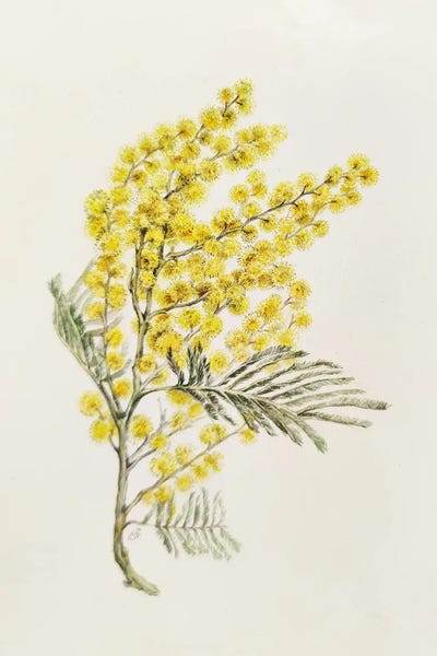 Yulia Belasla: Mimosa by Yulia Belasla