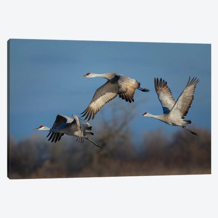 Spring Migration Canvas Print #YOF8} by Young Feng Art Print