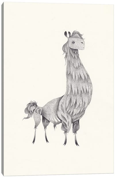 Llama Canvas Art Print - Yohan Sacré