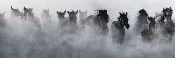 Black & White Animal Art: Mustangs by Yavuz Pancareken