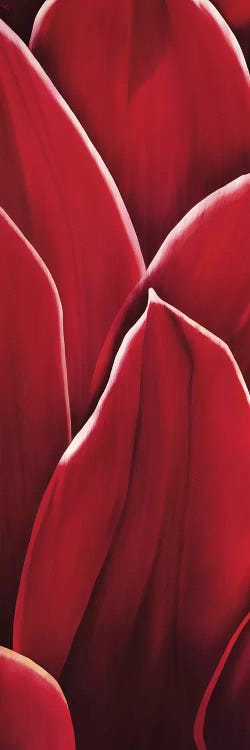 Dahlia II by Yvonne Poelstra-Holzhaus wall art