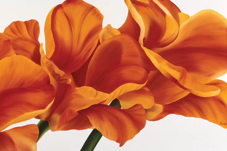 Fancy Flower II by Yvonne Poelstra-Holzhaus wall art