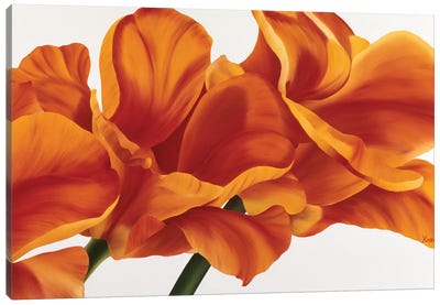 Fancy Flower II Canvas Art Print - Tulip Art