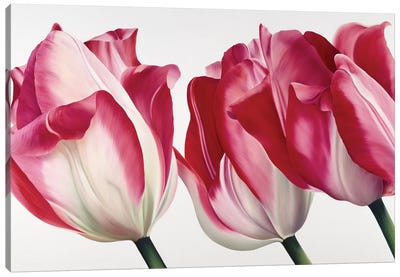 Floriade V Canvas Art Print - Tulip Art