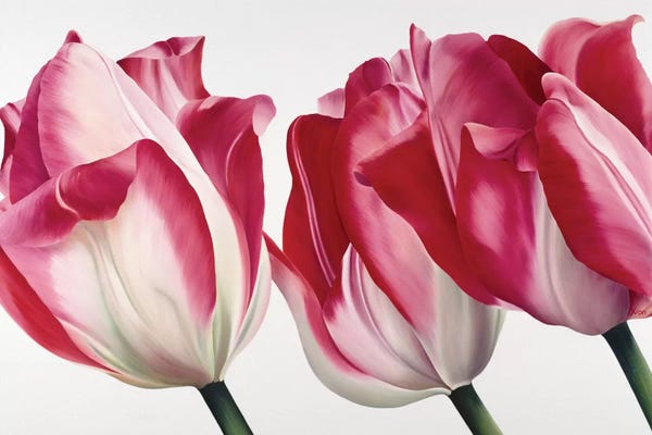 Tulips: Floriade V by Yvonne Poelstra-Holzhaus