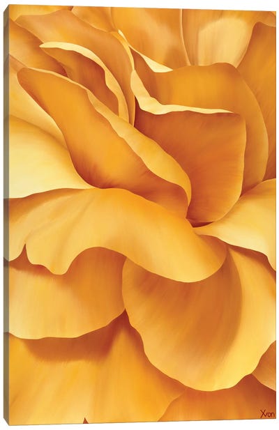 Magnificent Flower I Canvas Art Print - Mellow Yellow