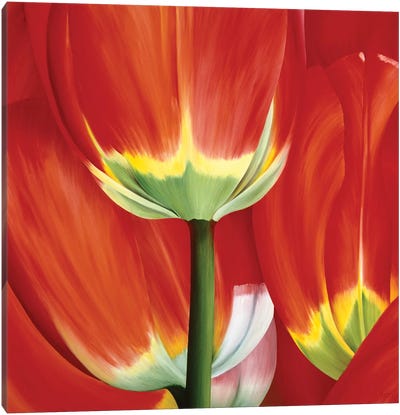 Most Beautiful Tulip I Canvas Art Print - Photorealism Art