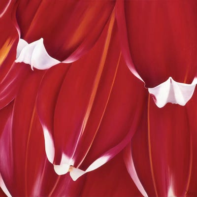 Most Beautiful Tulip II by Yvonne Poelstra-Holzhaus art print
