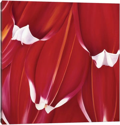 Most Beautiful Tulip II Canvas Art Print - Red Art