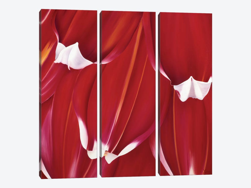 Most Beautiful Tulip II by Yvonne Poelstra-Holzhaus 3-piece Canvas Wall Art