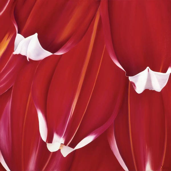 Tulips: Most Beautiful Tulip II by Yvonne Poelstra-Holzhaus
