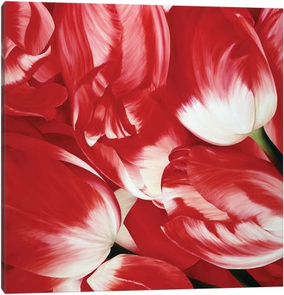 Most Beautiful Tulip III Canvas Art Print