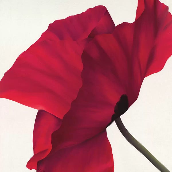 Poppies: Papaver II by Yvonne Poelstra-Holzhaus