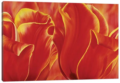 Party Tulip II Canvas Art Print - Yvonne Poelstra-Holzhaus