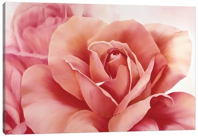 Pink Rose II Canvas Art Print - Living Simpatico