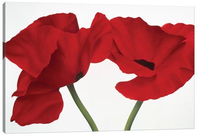 Poppy Red Canvas Art Print - Valiant Poppy
