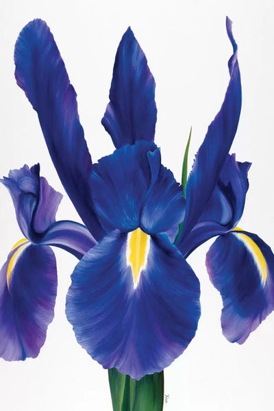 Irises: Purple Floral I by Yvonne Poelstra-Holzhaus