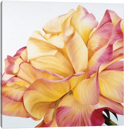 Beautiful Rose Canvas Art Print