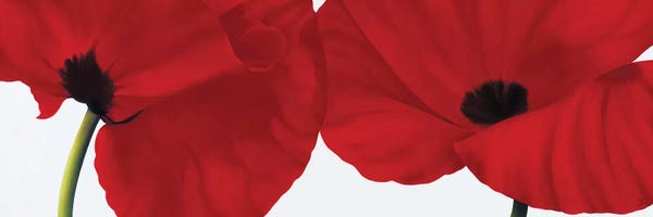 Nature Close-Ups: Red II (Poppies) by Yvonne Poelstra-Holzhaus