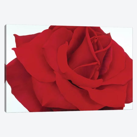 Red Rose Canvas Print #YPH52} by Yvonne Poelstra-Holzhaus Canvas Art