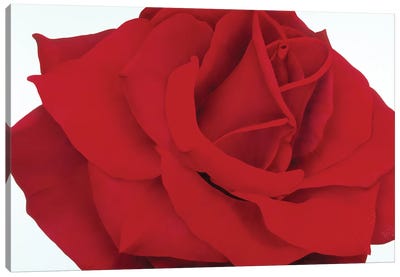 Red Rose Canvas Art Print - Floral Close-Up Art