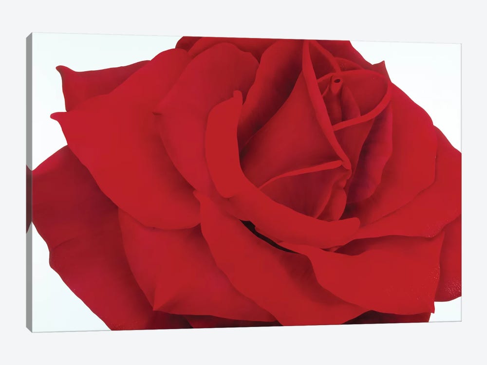Red Rose by Yvonne Poelstra-Holzhaus 1-piece Canvas Wall Art