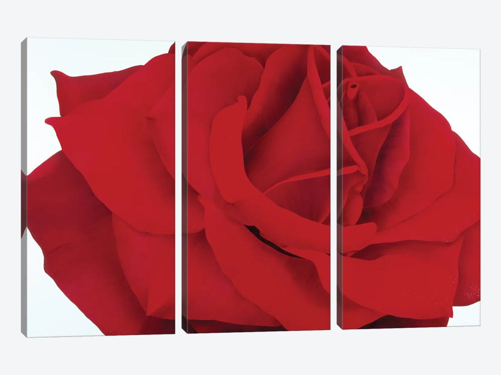 Red Rose by Yvonne Poelstra-Holzhaus 3-piece Canvas Wall Art