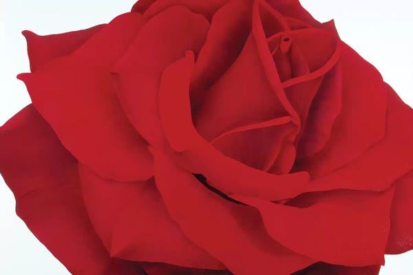 Floral Close-Ups: Red Rose by Yvonne Poelstra-Holzhaus