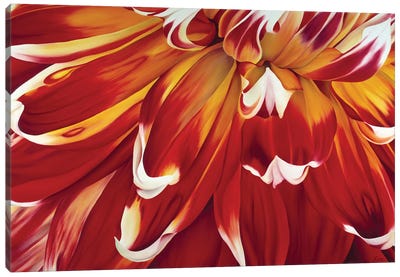 Redony Canvas Art Print - Chrysanthemum Art