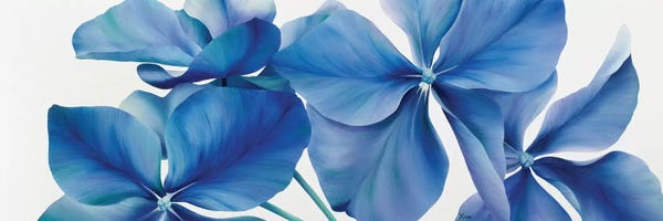 Floral Close-Ups: Shiny Bleu by Yvonne Poelstra-Holzhaus