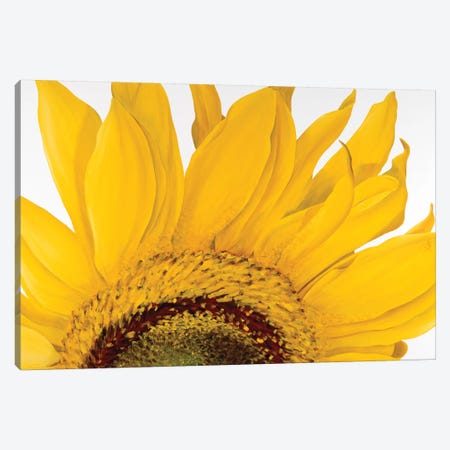 Sunflower I Canvas Print #YPH58} by Yvonne Poelstra-Holzhaus Canvas Artwork
