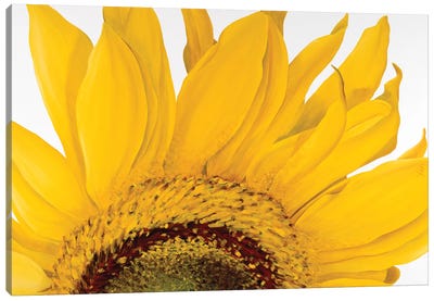 Sunflower I Canvas Art Print - Yvonne Poelstra-Holzhaus