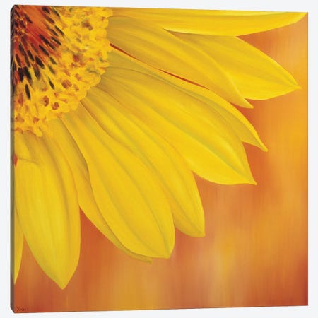 Sunflower II Canvas Print #YPH59} by Yvonne Poelstra-Holzhaus Canvas Art