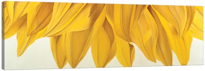 Sunny Yellow Canvas Art Print