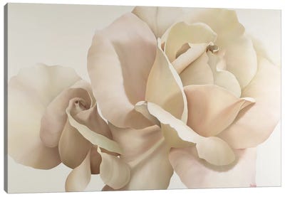 White Rose Canvas Art Print - Nature Close-Up Art