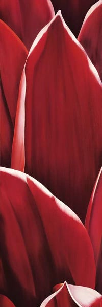 Floral Close-Ups: Dahlia I by Yvonne Poelstra-Holzhaus