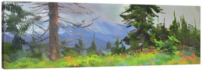 Panorama Canvas Art Print - Evergreen Tree Art