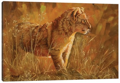 Lion Cub Canvas Art Print - Fine Art Safari