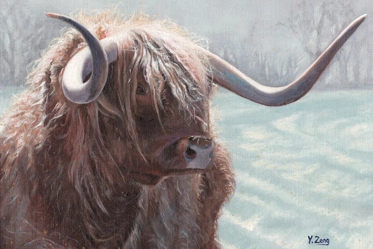 Highland Bull