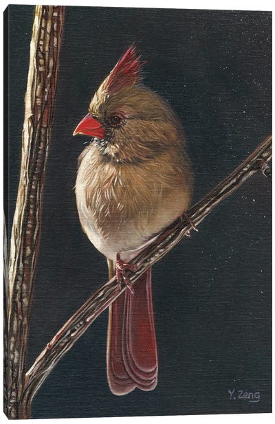 Female Cardinal Bird Canvas Art Print