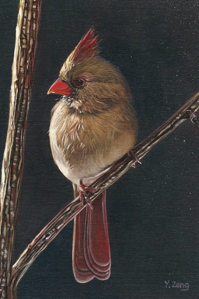 Cardinals: Female Cardinal Bird by Yue Zeng