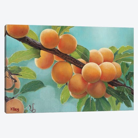 Apricots Canvas Print #YZG2} by Yue Zeng Art Print