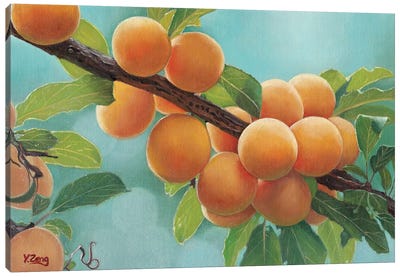 Apricots Canvas Art Print - Yue Zeng