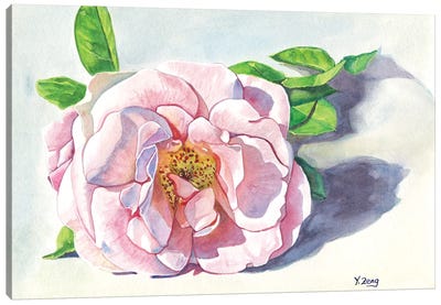 Single Pink Rose Canvas Art Print - Yue Zeng