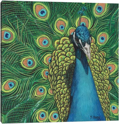 Peacock Bird Canvas Art Print - Yue Zeng