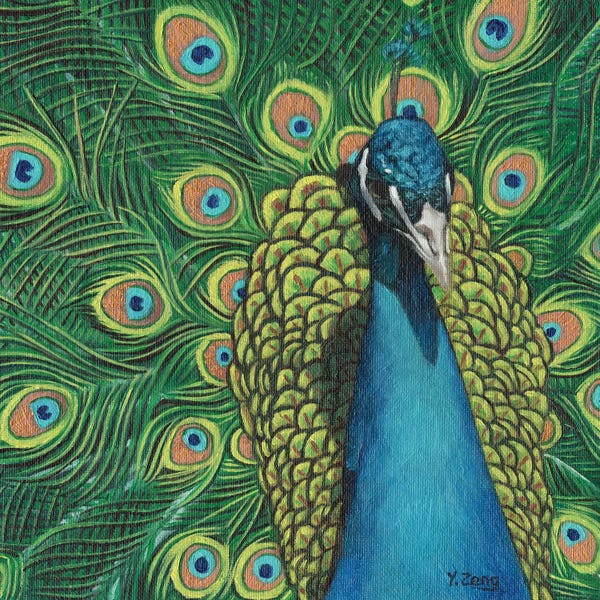 Peacocks: Peacock Bird by Yue Zeng